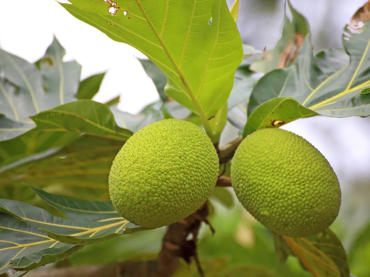 Breadfruit Seeds (Artocarpus altilis)