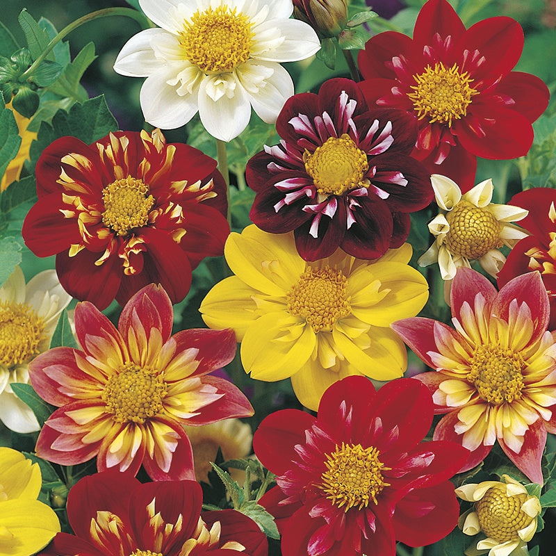 Dahlia Harlequin Seeds for Colorful, Striking Garden Flowers