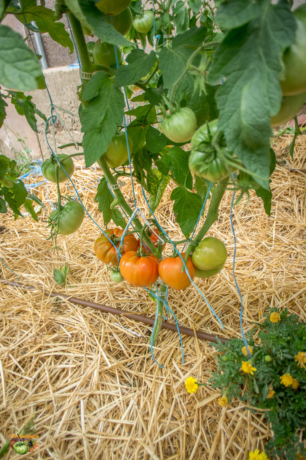 Tomato Bychye Serdtse Oranzhevoye Solanum lycopersicum vegetable seeds for planting in backyard gardening