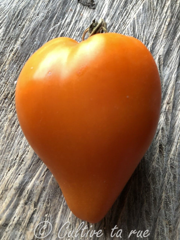 Tomato Bychye Serdtse Oranzhevoye Solanum lycopersicum vegetable seeds for planting in backyard gardening