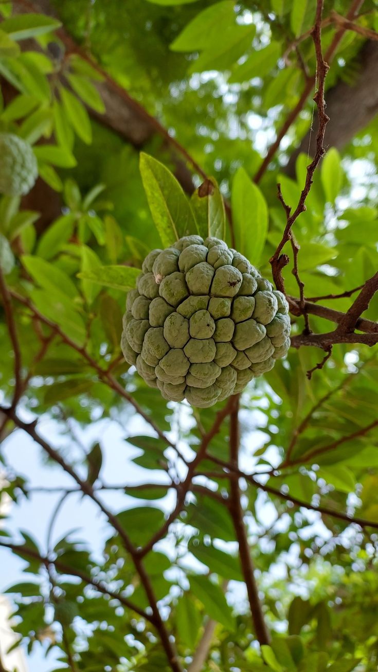 Custard Apple (Annona squamosa)