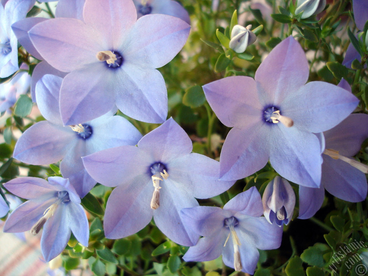 Balloon Flowers