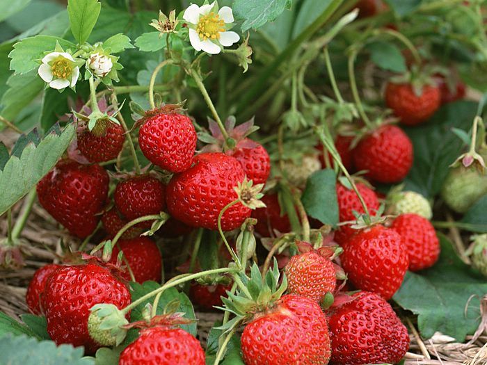 Alexandria Strawberry (Fragaria vesca 'Alexandria') Seeds