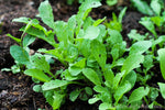 organic-nutritious-peppery-arugula-seeds

