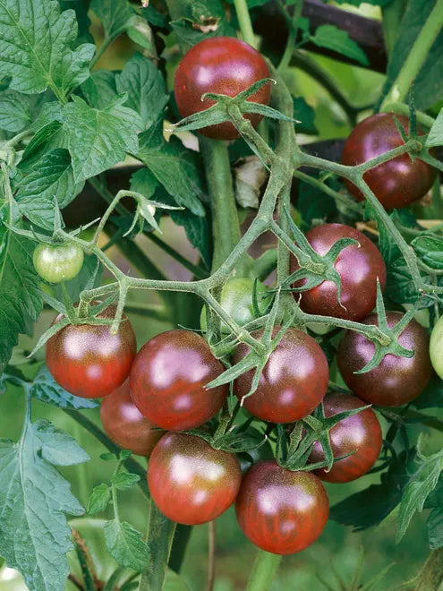 Tomato Seeds - Black Cherry