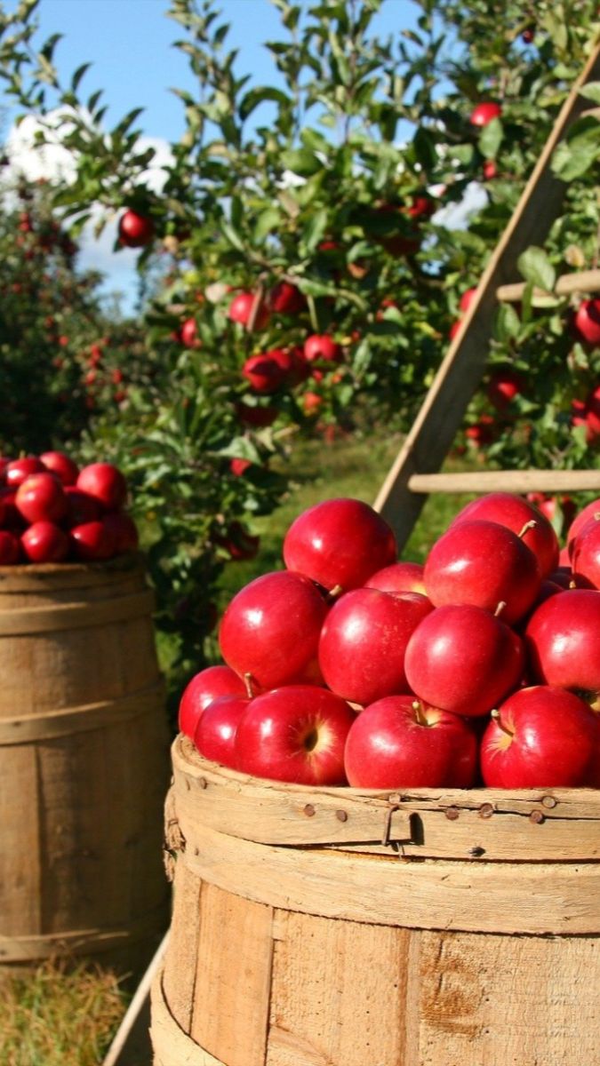 Ambrosia Apple Seeds (Malus domestica 'Ambrosia')