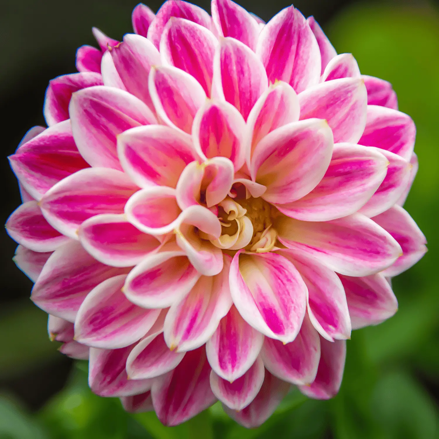 White Pink Zinnia Flower Seeds for Planting – Non-GMO, Heirloom, Vibrant Garden Blooms for planting in home garden