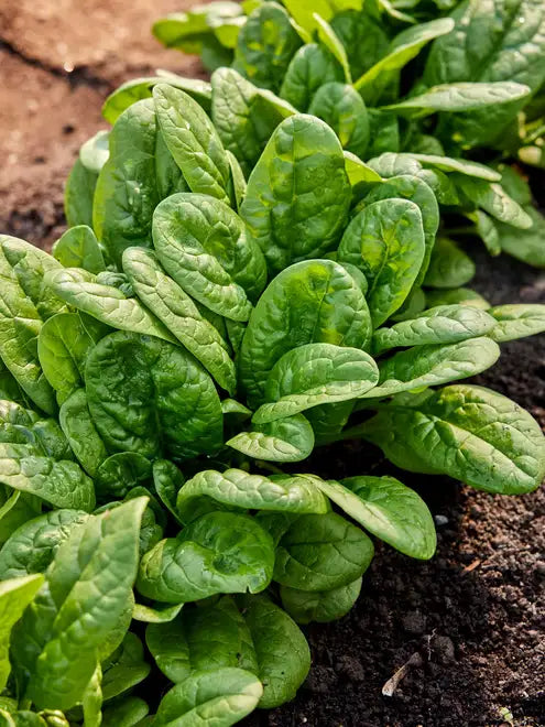 Spinach Seeds - Bloomsdale Long Standing