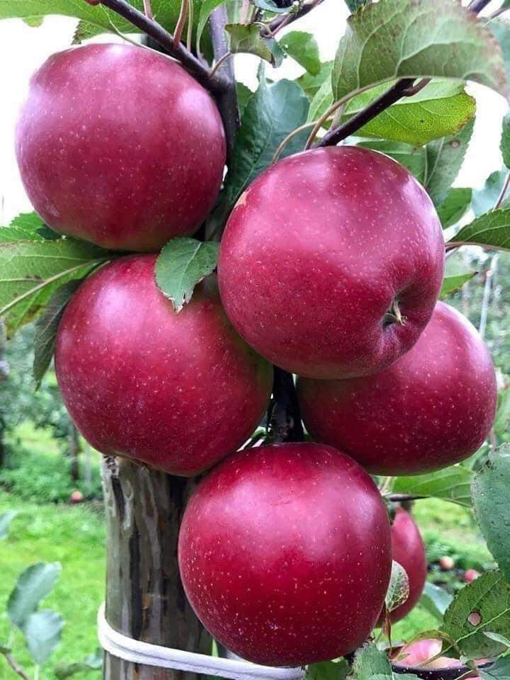 Colonnade ‘Maypole’ Apple (Malus domestica)