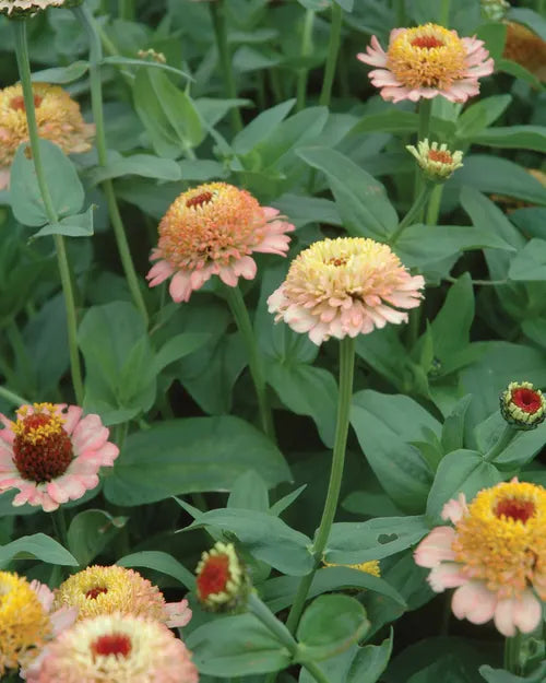 Zinnia Seeds - Zinderella Peach