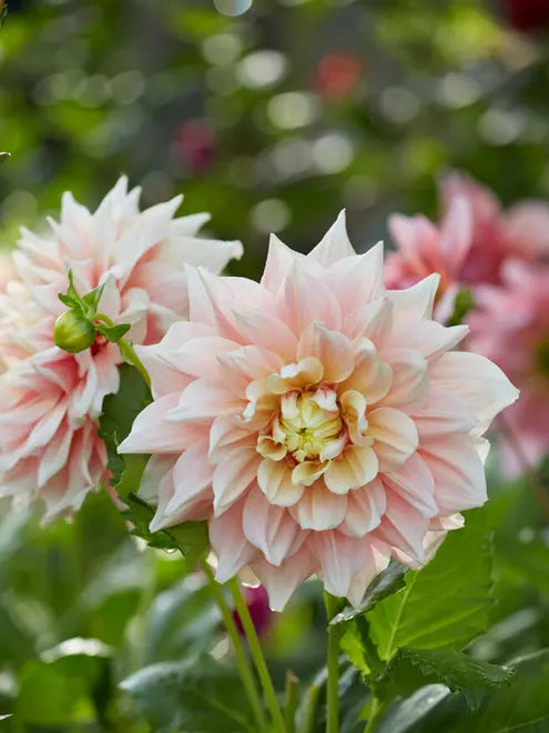 Dahlia Seeds (Dinnerplate) - Break Out