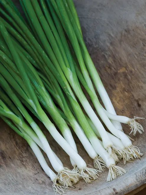 Onion Seeds - Parade Bunching