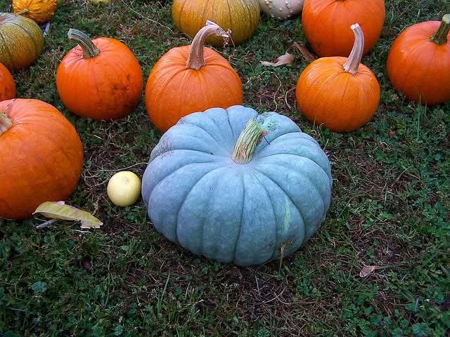 Blue Moon Pumpkin Seeds for Planting – Non-GMO, Heirloom Vegetable Seeds for Your Garden