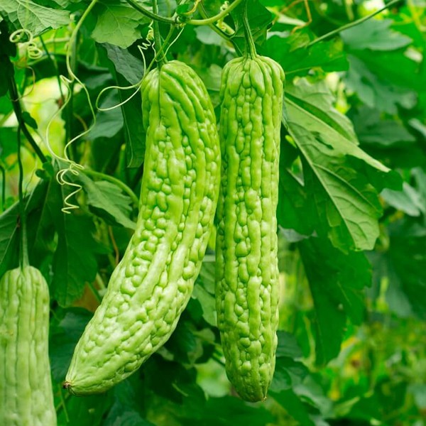 Philippine Bitter Gourd (Ampalaya) Vegetable Seeds for Planting