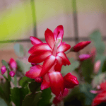 Schlumbergera (Schlumbergera scientific name) for planting in garden