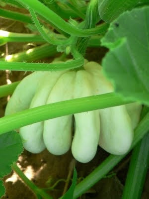 Finger Squash Cucurbita moschata Plant Seeds for Planting in Vegetable Patch
