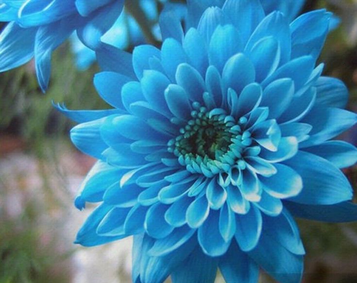 Sky Blue & White Chrysanthemum Seeds – Heirloom, Non-GMO Flower Seeds for Planting Gardens