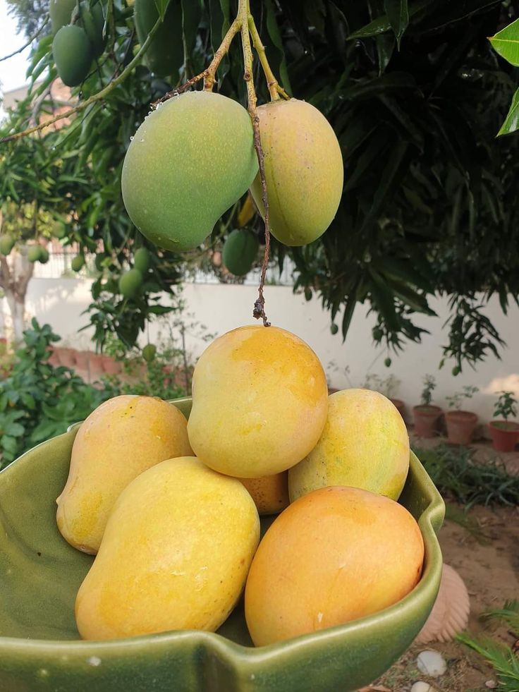 African Mango (Irvingia gabonensis) Seeds