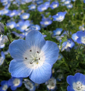 organic-cool-weather-blue-flower-seeds

