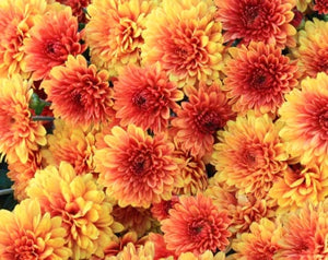 Saffron Sparkle Begonia Seeds or Seeds Flower Flower Seeds – Heirloom, Non-GMO, High Germination Organic Garden Seeds