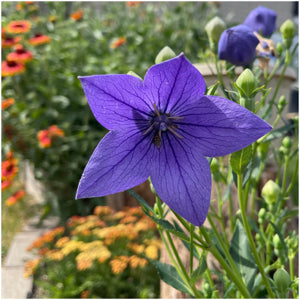 close-up of balloon buds opening into star-shaped blue flowers

