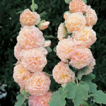 bouquet of tall salmon giant hollyhock flowers arranged decoratively

