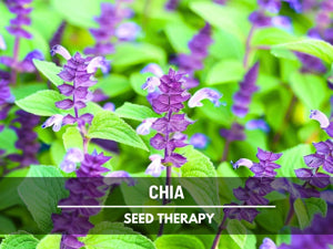 heirloom-healthy-chia-herb-plant-seeds

