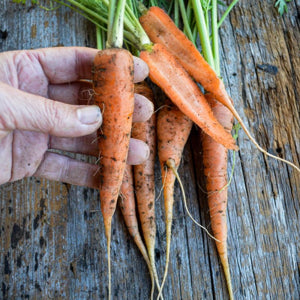 bowl of colorful baby carrots ready for healthy snacking

