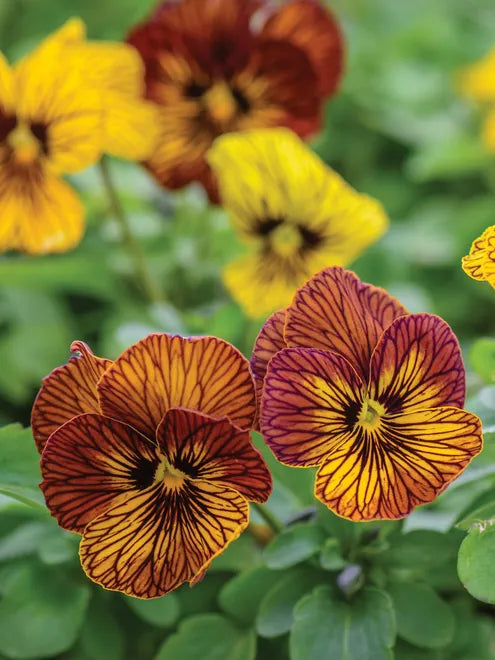 Viola Seeds - Tiger Eye Yellow