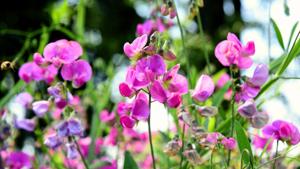 organic-lathyrus-sweet-pea-fragrant-flower-seeds


