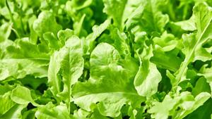 high-germination-non-gmo-arugula-roquette-seeds


