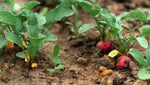 mature purple radish plants with lush green tops in sunshine

