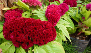 dried cockscomb flower arrangements for long-lasting decor

