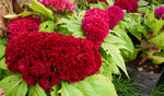dried cockscomb flower arrangements for long-lasting decor

