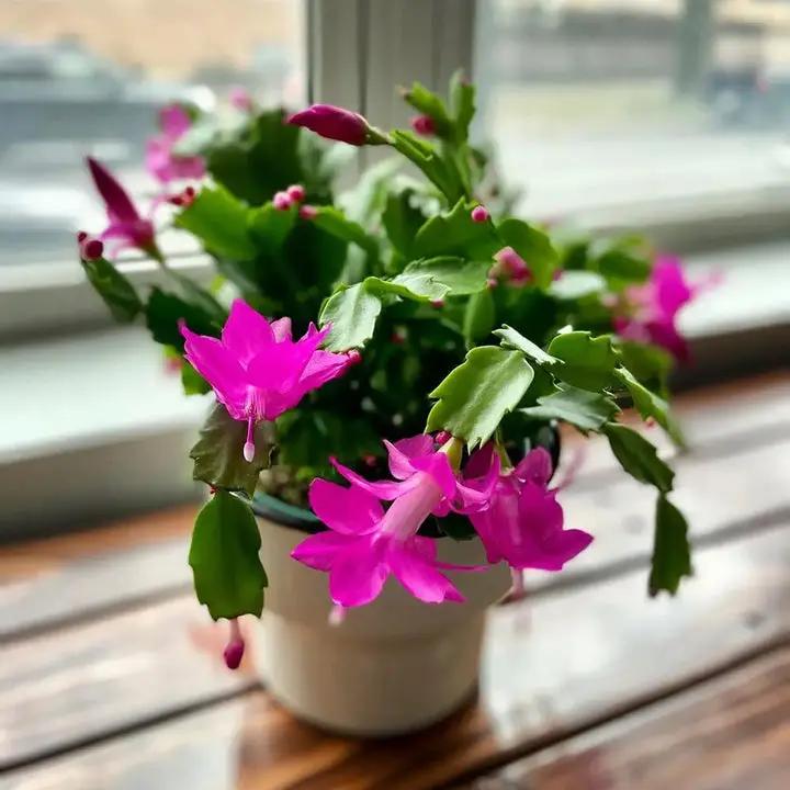 Schlumbergera Flower Seeds Light Pink for Planting, NON GMO Seeds Dhara Seeds