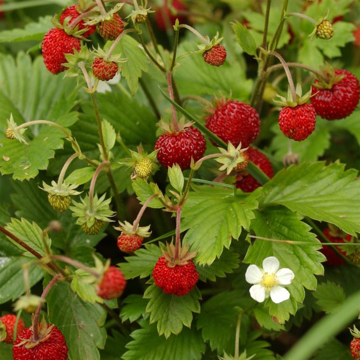 Alexandria Strawberry (Fragaria vesca 'Alexandria') Seeds