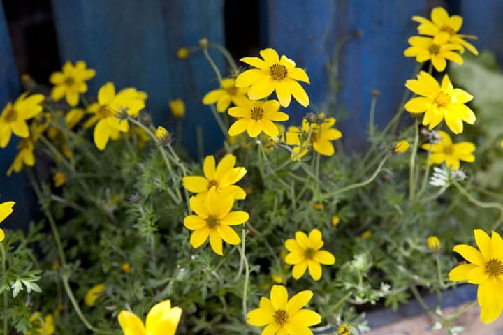 Bidens Ferulifolia Flower Seeds for Planting – Bright Pollinator-Friendly Garden Blooms