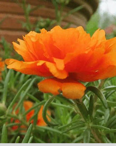 vibrant orange flowers covering rock garden ground

