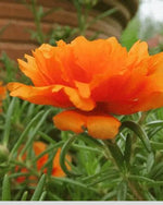 vibrant orange flowers covering rock garden ground

