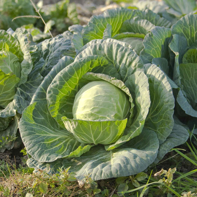 Cabbage Seeds - All Seasons