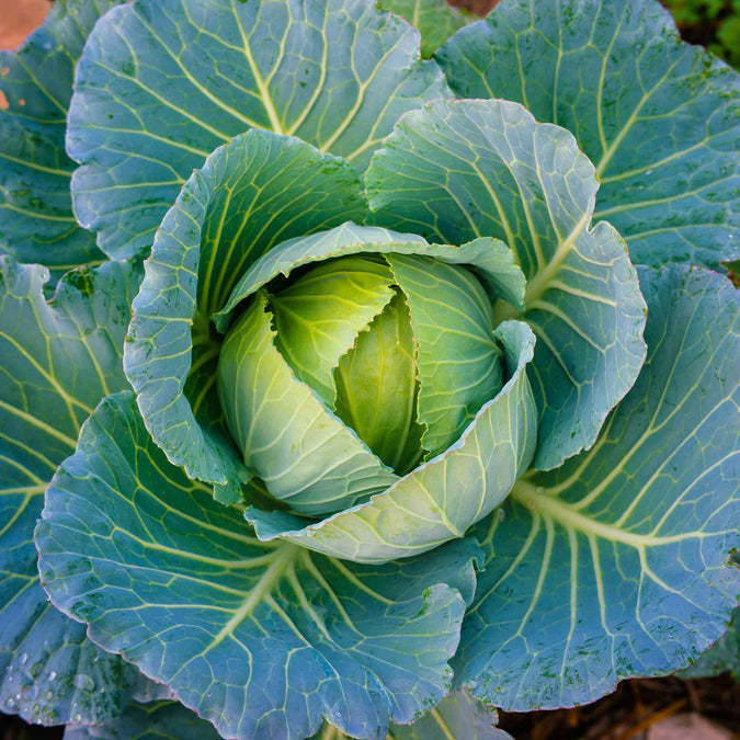 Cabbage Seeds - Brunswick