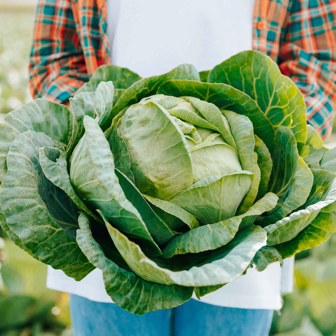 Cabbage Seeds - Brunswick