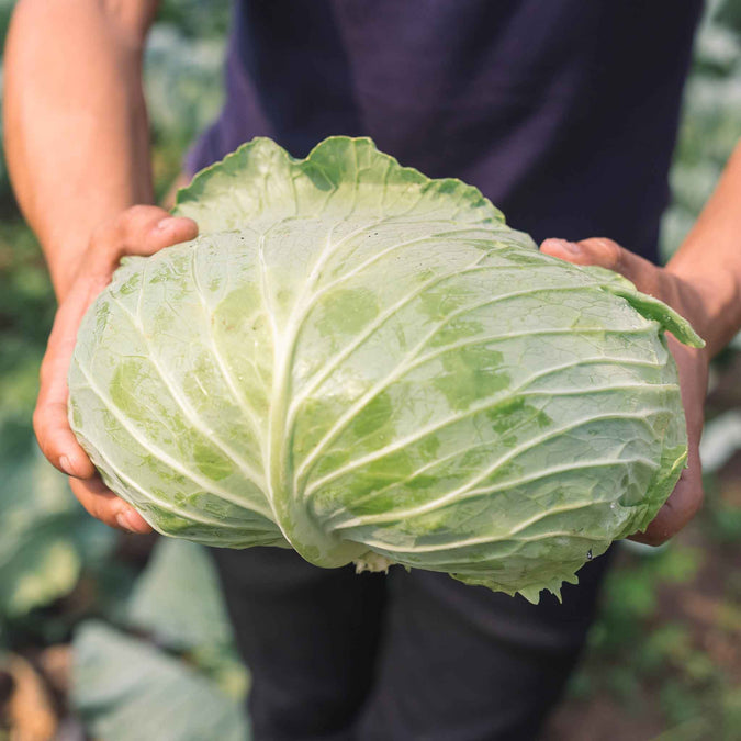 Cabbage Seeds - Late Flat Dutch