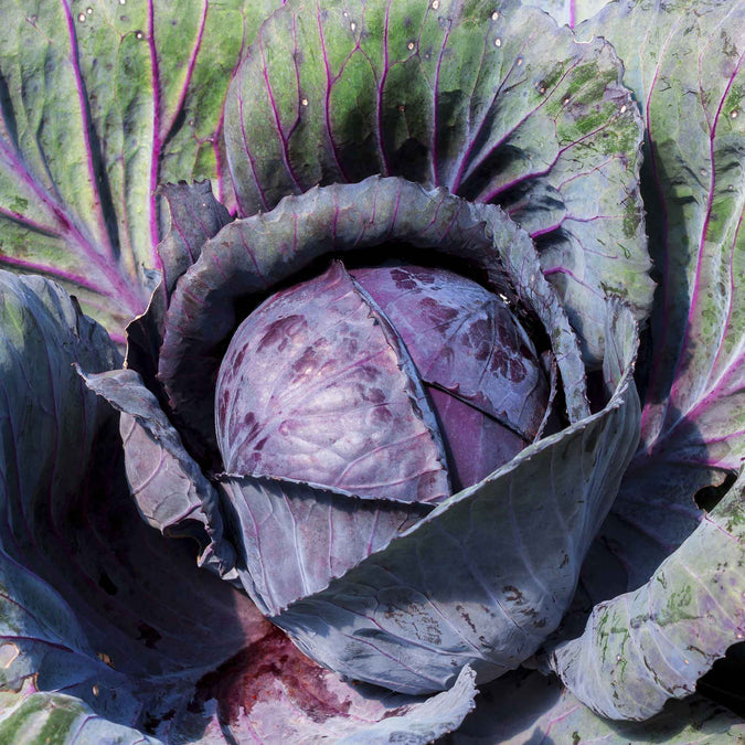 Cabbage Seeds (Organic) - Red Acre