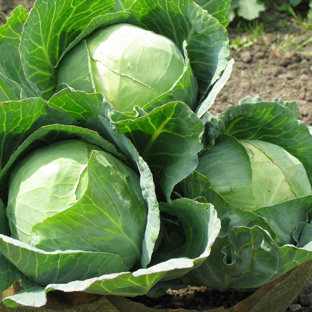 High yield cabbage seeds 75 days hybrid variety for gardening