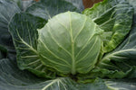 Cairo cabbage seeds variety ideal for home garden planting