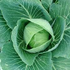 Cabbage Seeds for Home Garden, 100 Pcs pcs - Dharaseeds