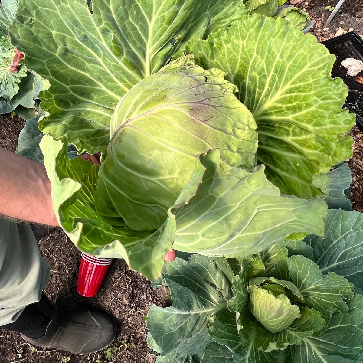 Cabbage seeds for home garden beginners easy growing
