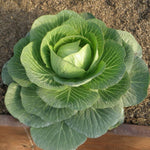 cabbage seeds for planting in raised beds and outdoor gardens