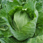 high germination cabbage seeds for home garden